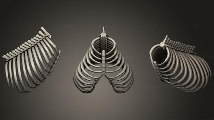 Anatomy of skeletons and skulls (Animal Rib Cage, ANTM_0226) 3D models for cnc